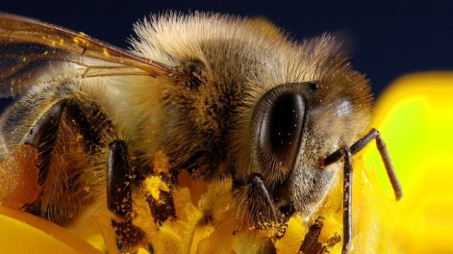 <p>
	<em>Снимка: Pixabay</em></p>
