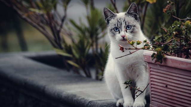 Снимка: Pixabay