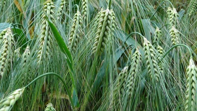 <p>
	<em>Снимка: Pixabay</em></p>
