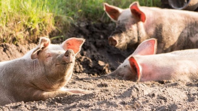 <p>
	<em>Снимка: Pixabay</em></p>
