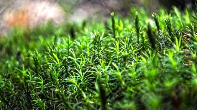 <p>
	<em>Снимка: Pixabay</em></p>
