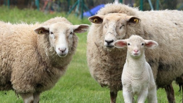 <p>
	<em font-size:="" pt="" style="color: rgb(102, 102, 102); font-family: ">Снимка: Pixabay</em></p>
