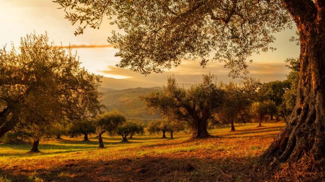 Снимка: Pixabay