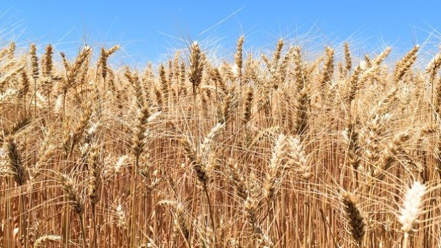 Може ли доходността от земеделски земи да компенсира инфлацията?