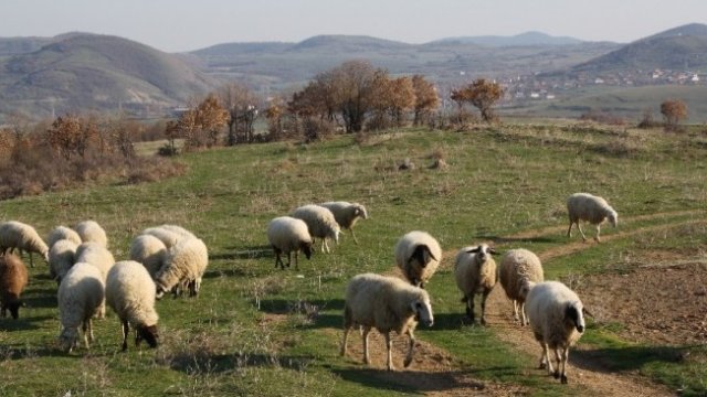 <p>
	<em>Снимка: МЗХГ</em></p>
