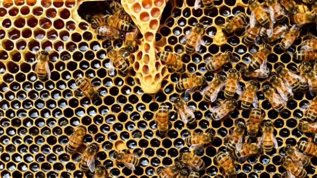 <p>
	<em>Снимка: Pixabay</em></p>
