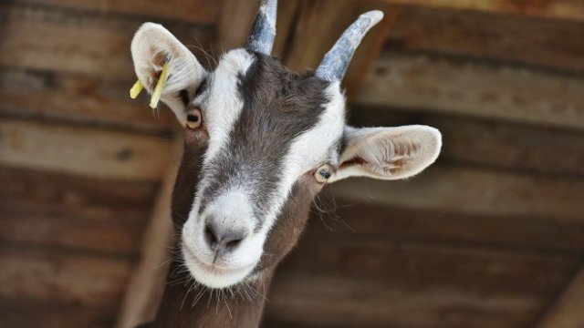 <p>
	<em>Снимка: Pixabay</em></p>
