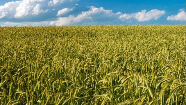 <p style="margin-bottom: 0cm;">
	Чужденците, които вече са придобили земеделска земя у нас, са под заплахата да се окажат закононарушители. <em>Снимка: freeimages.com</em></p>
