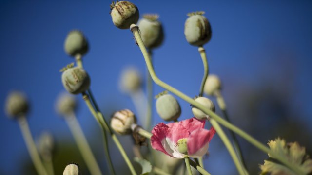 Снимка: Paul Hilton/Bloomberg News