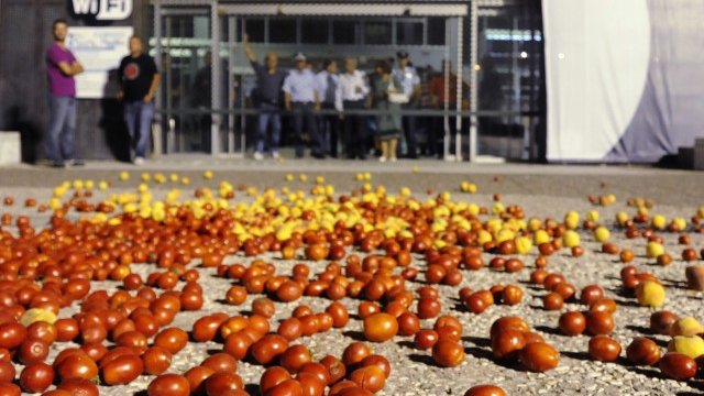 <p>
	Домати &quot;постлаха&quot; пътя към входа на изложението в Солун. <em>Снимка: Ройтерс</em></p>
