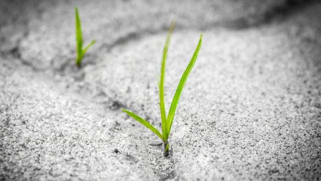 Снимка: Pixabay