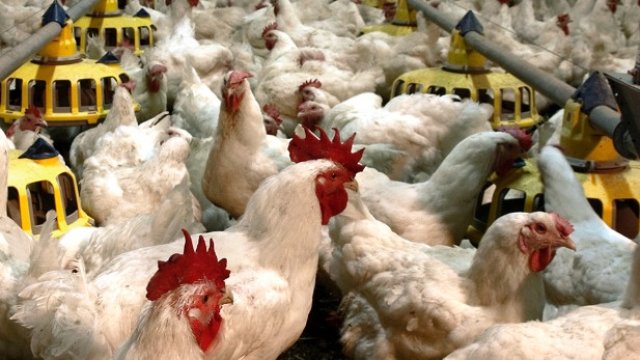 Снимка: Градус АД