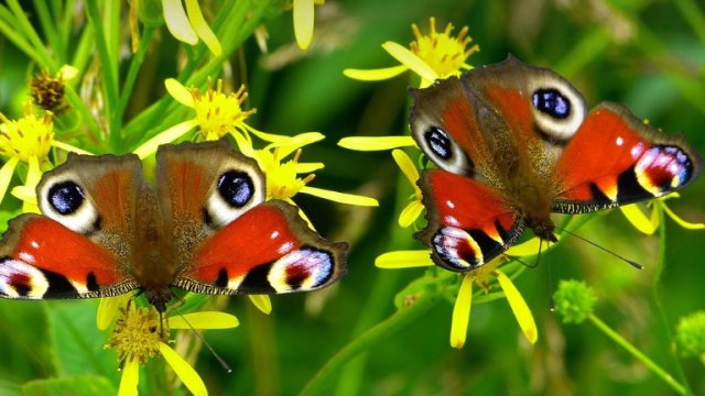 Снимка: Pixabay