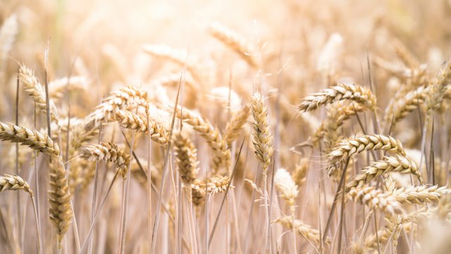 Снимка: unsplash.com