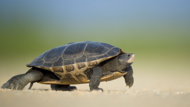 Снимка: Pixabay