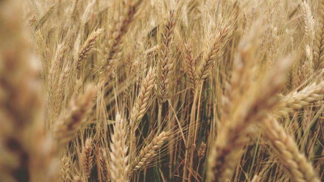 Снимка: pexels.com