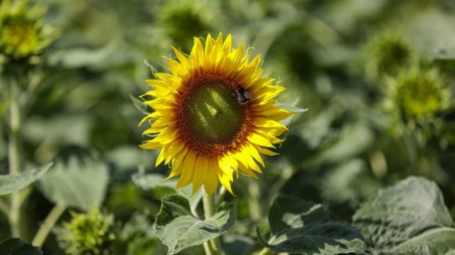 <p>
	<em>Снимка: Bloomberg LP</em></p>
