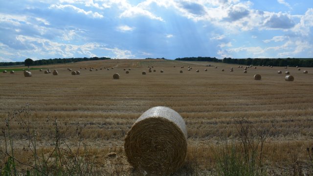 Снимка: Pixabay