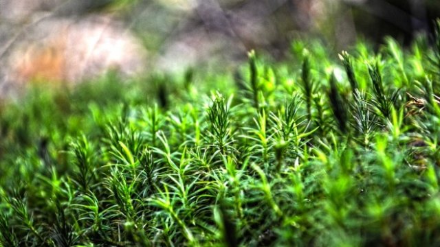 <p>
	<em>Снимка: Pixabay</em></p>
