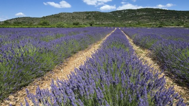 Рекордна е реколтата от лавандула през тази година