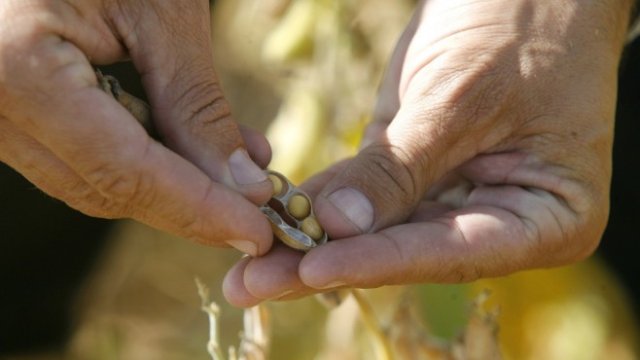 <p>
	Соя. Снимка: <em>архив Ройтерс</em></p>
