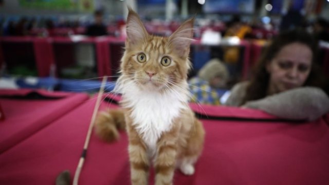 <p>
	<em>Снимка: EPA/MAXIM SHIPENKOV</em></p>
