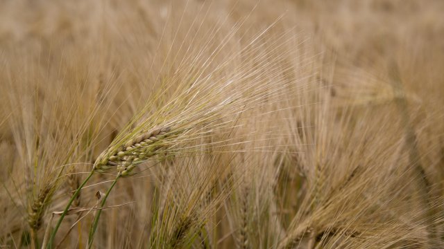 Снимка: Pixabay