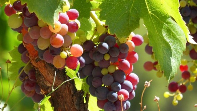 <p>
	<em>Снимка: Pixabay</em></p>
