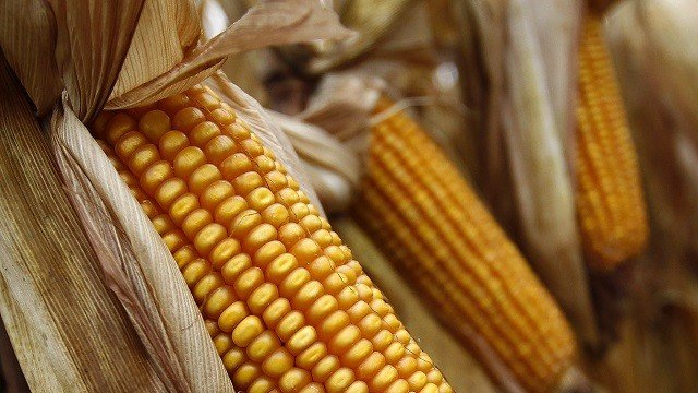 <p>
	<em>Снимка: Архив Ройтерс</em></p>
