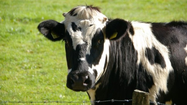 <p>
	<em>Снимка: Pixabay</em></p>
