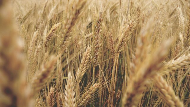 Снимка: Pexels