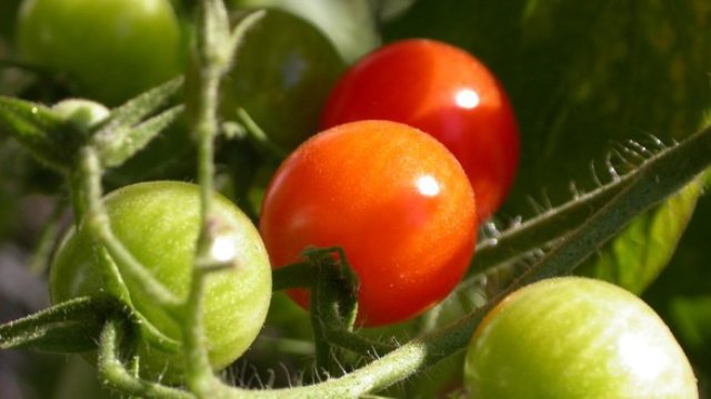 <p>
	<em>Снимка: Pixabay</em></p>
