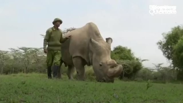 Как може да бъде спасен северният бял носорог