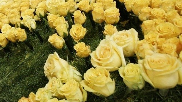 <p>
	<em>България е сред големите производители на етерични масла в световен мащаб.</em> Снимка: Reuters</p>
