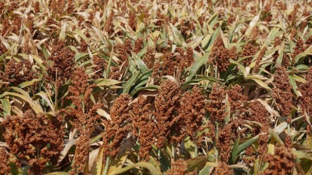 <p>
	<em>Снимка: Pixabay</em></p>
