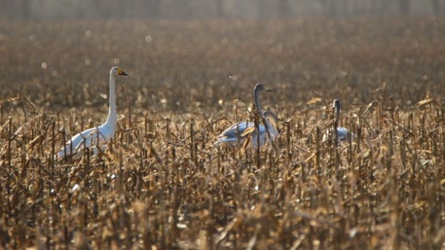 <p>
	<em>Снимка: Pixabay</em></p>
