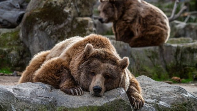 <p>
	<em>Снимка: Getty</em></p>
