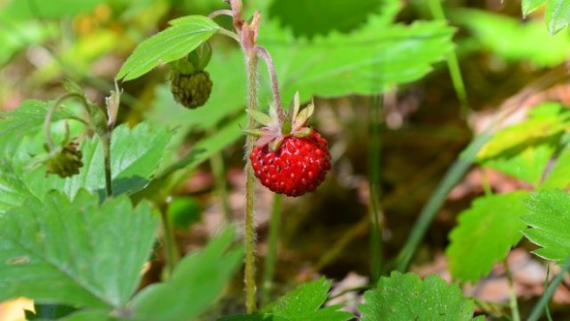 <p>
	<em>Снимка: Pixabay</em></p>
