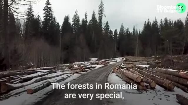 Незаконен дърводобив в последните диви гори на Европа - Част 1