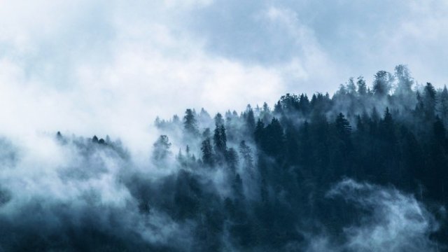 Незаконен дърводобив в последните диви гори на Европа - Част 2