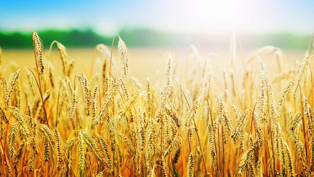 Снимка: agrocredit.elana.net