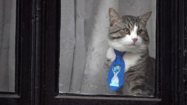 <p>
	Джулиан Асанж ще остане в сградата на еквадорското посолство, където живее със своята котка. <em>Снимка: Ройтерс</em></p>
