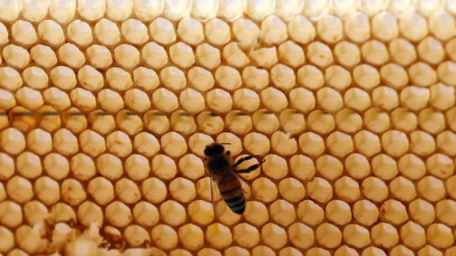 <p>
	Пчелин в Шибин ел Ком, Египет. <em>Снимка: Ройтерс</em></p>
<p>
	&nbsp;</p>
