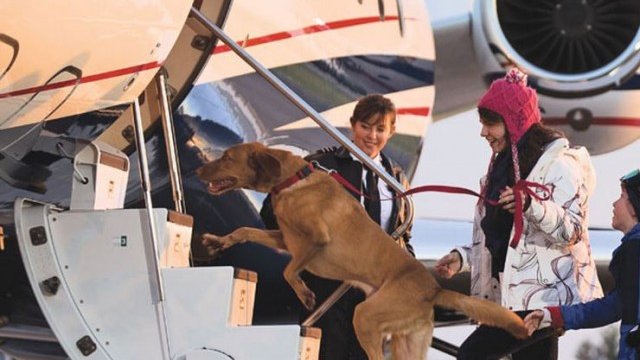 <p>
	Маркетинговото послание е ясно: &quot;Разбираме. Домашните ви любимци са част от семейството&quot;.<em> Снимка:&nbsp;Flexjets</em></p>
