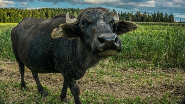 <p>
	<em>Снимка: Pixabay</em></p>
