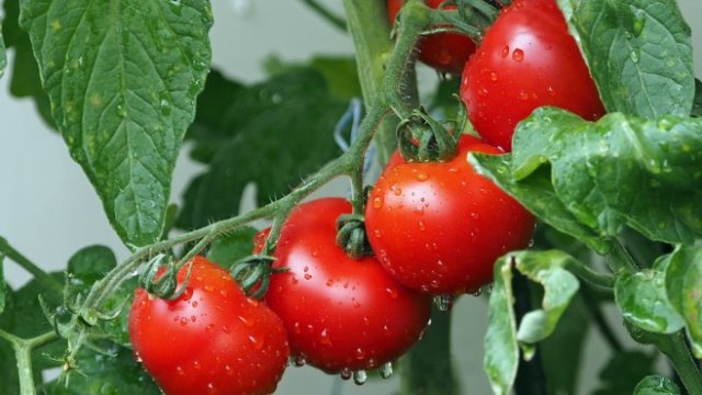 <p>
	<em>Снимка: Pixabay</em></p>
