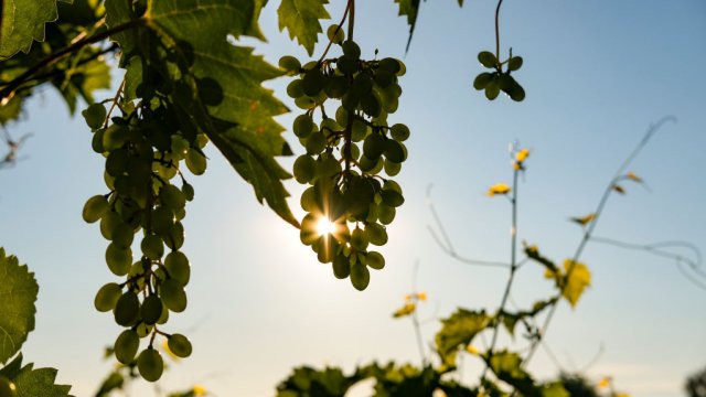 Снимка: Jens Kalaene/picture alliance via Getty Images