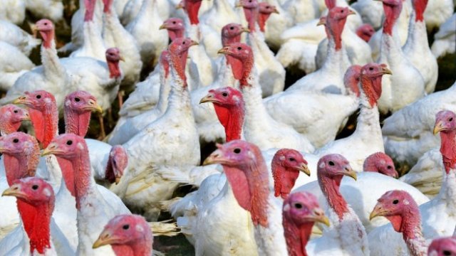 <p>
	<em>Снимка: Pixabay</em></p>
