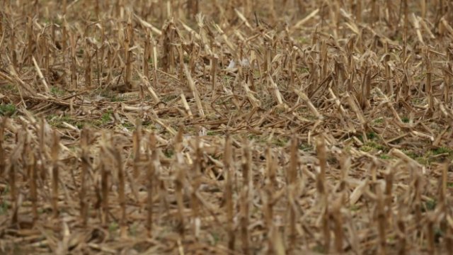 Индия може да спре износа на зърно