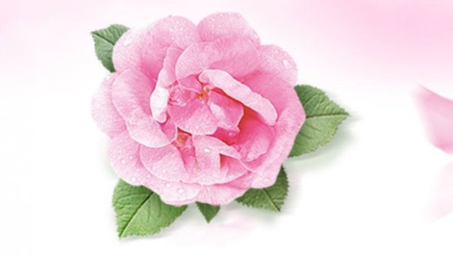 <p>
	<em>Снимка: Българска роза АД</em></p>
